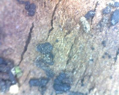 Ausscheidungen von irgendwelchen Tieren